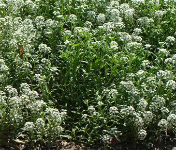 Lobularia maritima